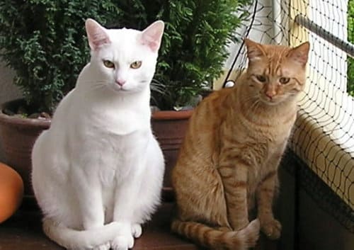 Lilly und Flöckchen