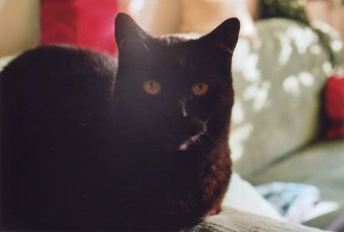 Max