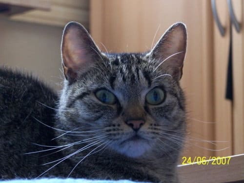 Mausi