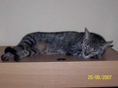 Susi