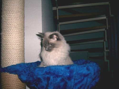 Dolly