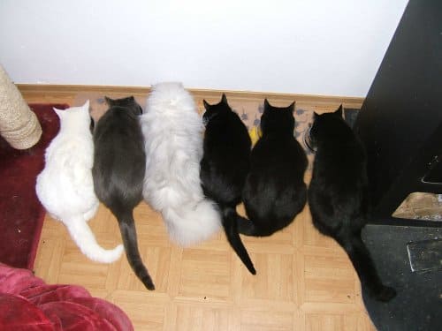 Sheila, Rocky, Sunny, Kira, Bärli und Gina