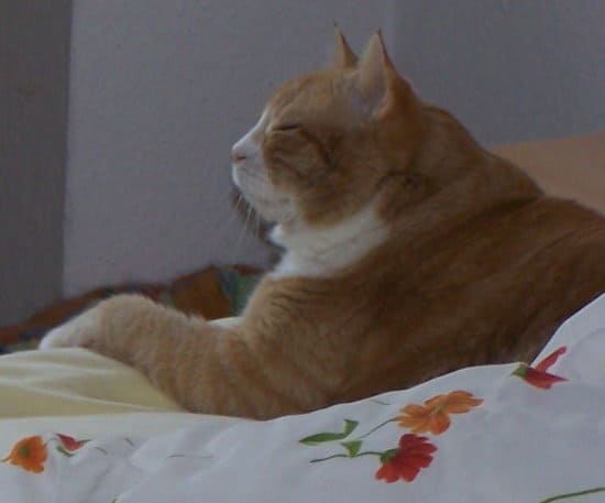 Kater Kater