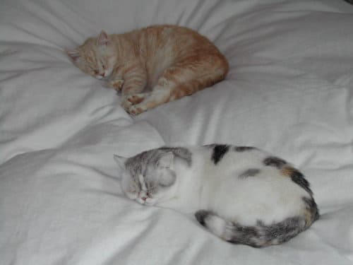 Carmina und Amor