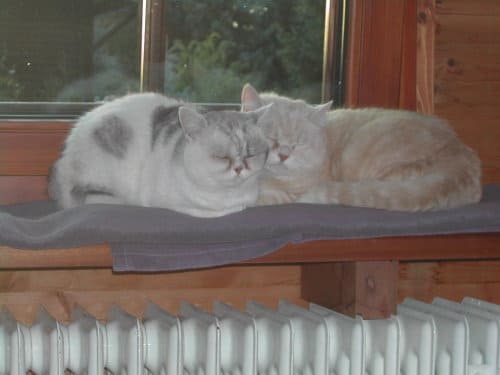 Carmina und Amor