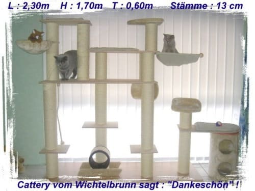 Harmonie auf ihrem Kratzbaum