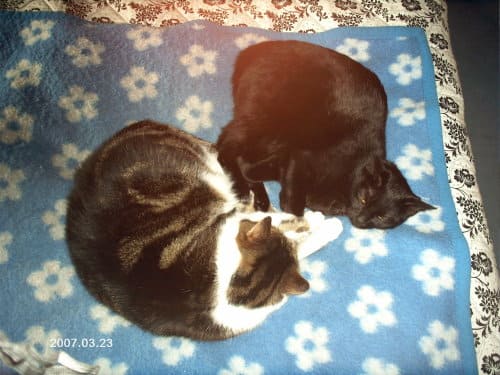 Mietzi und Mohrle