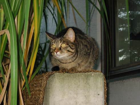 Fotos aus dem Familienalbum