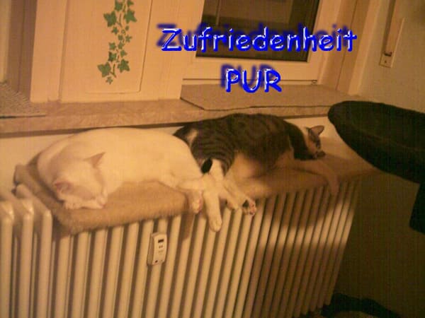 Spot und Floh