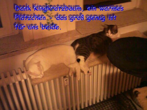 Spot und Floh
