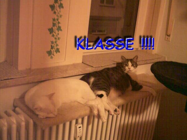 Spot und Floh