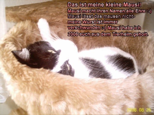 Mausi