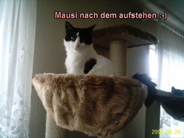 Mausi