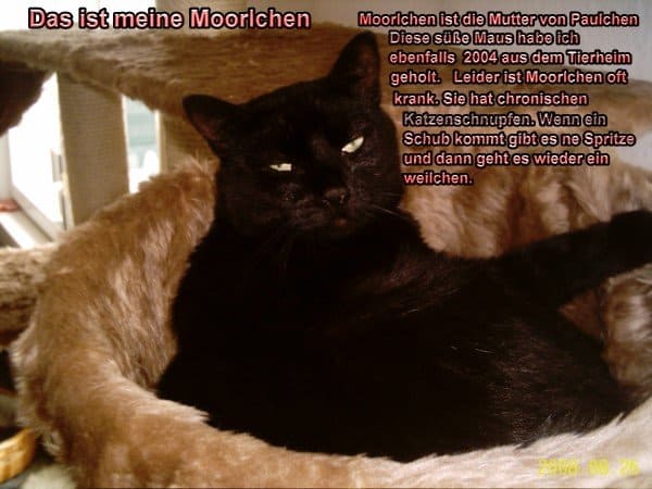 Moorlchen