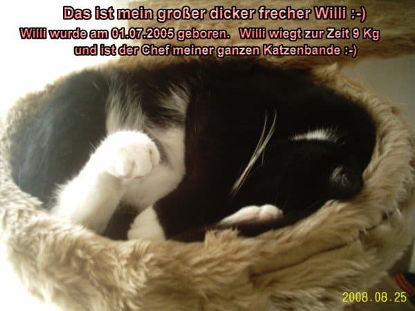Willi