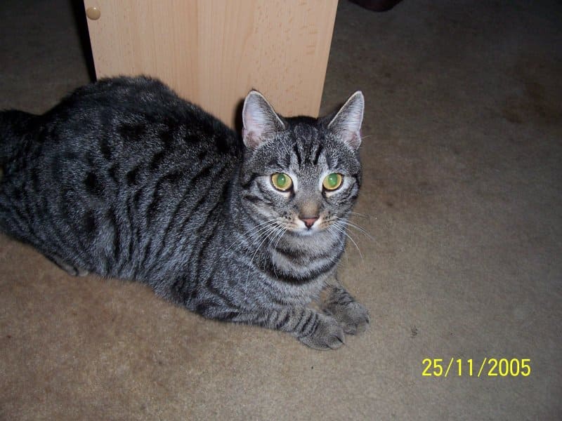 Simon