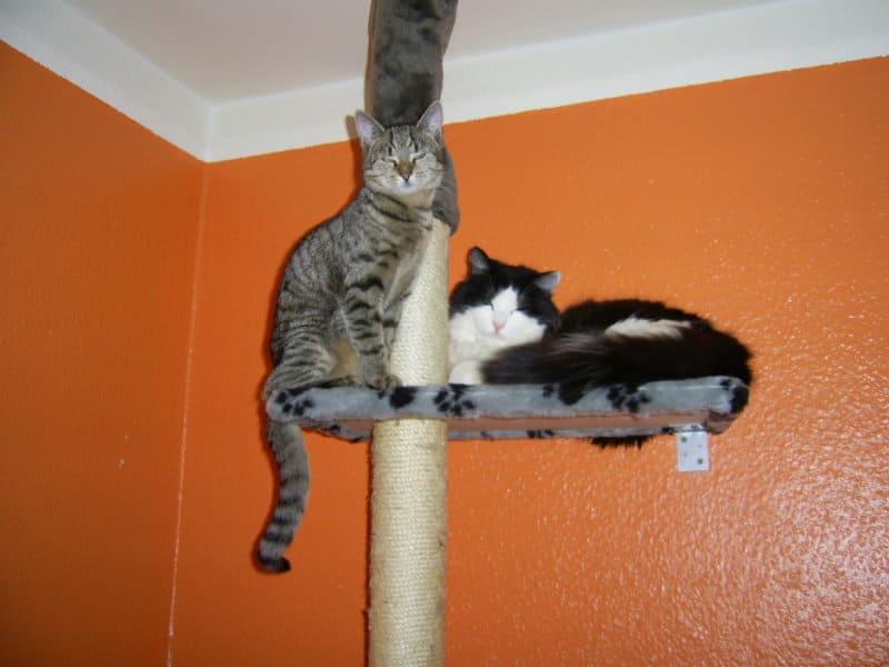 Bibi und Gizmo