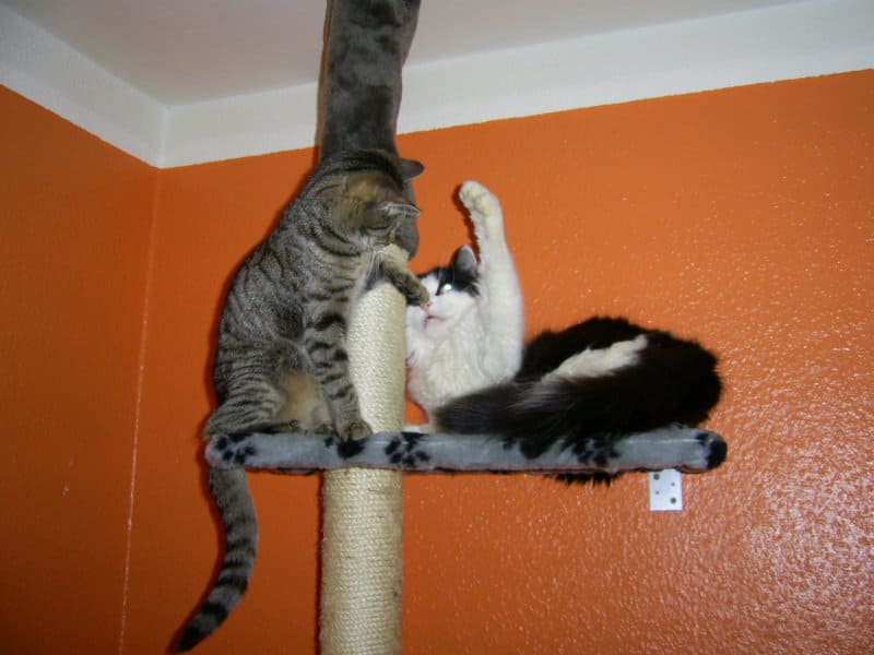 Bibi und Gizmo