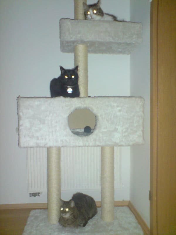 Mutze, Cherry und Nicky