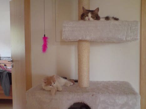Nicky und Paulchen