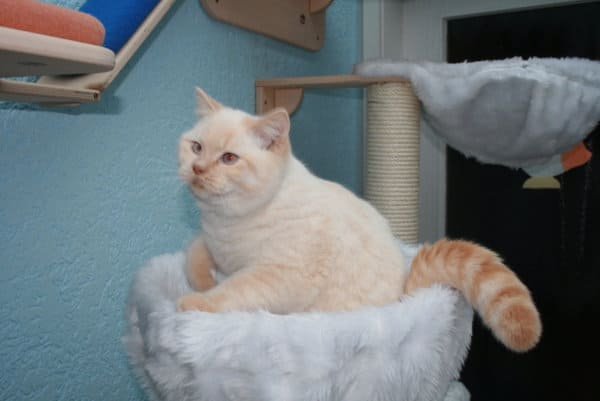 Cuthbert