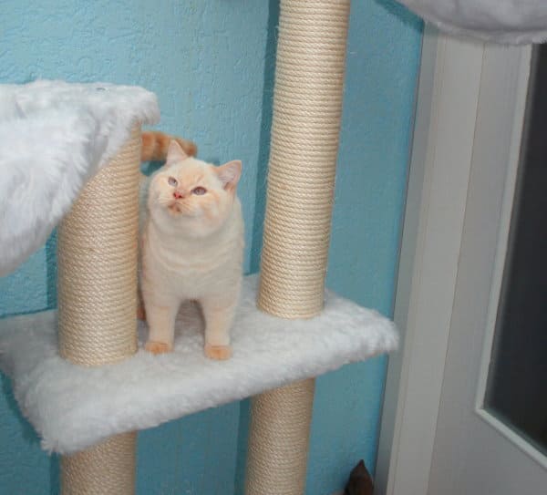 Cuthbert