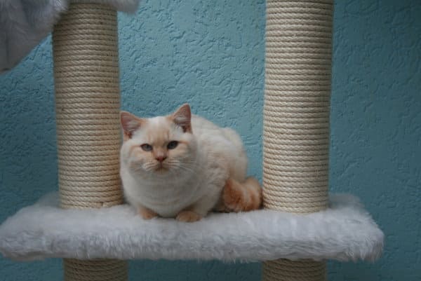 Cuthbert