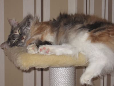 Josie