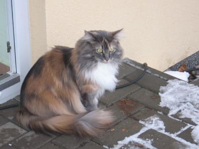 Josie