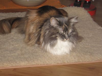 Josie