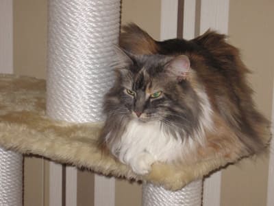 Josie