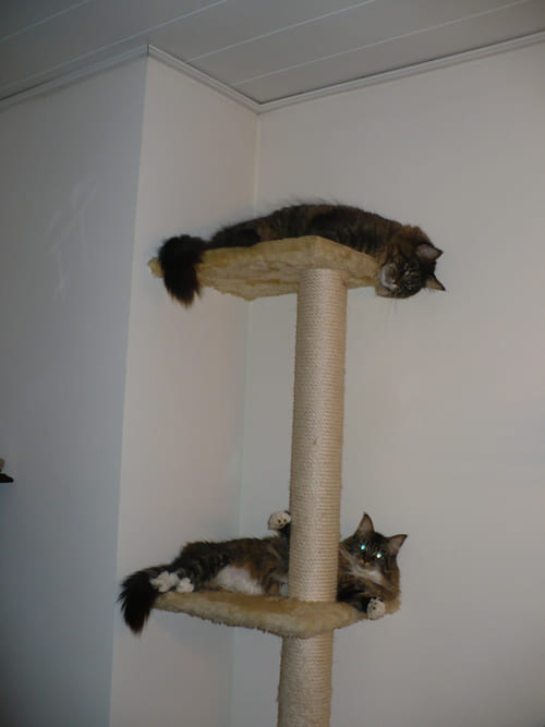 Merlin und Mimi
