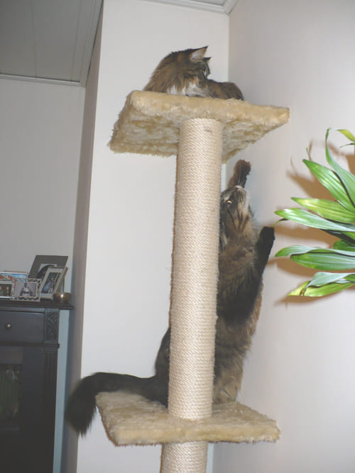 Merlin und Mimi