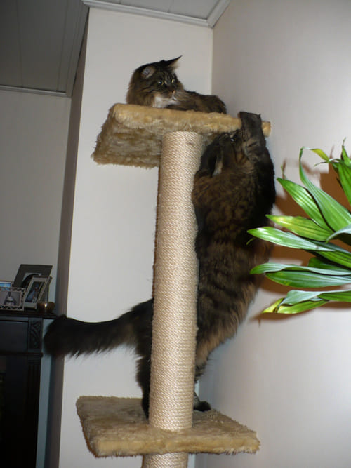 Mimi und Merlin