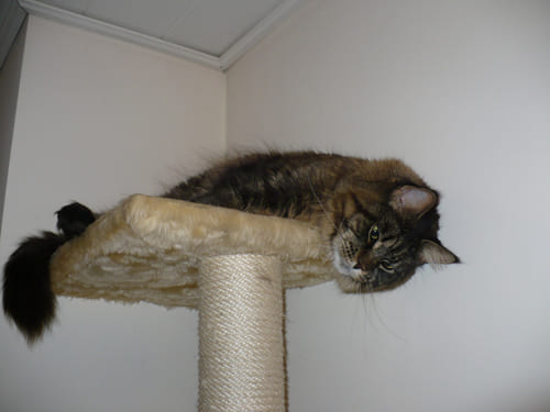 Mimi