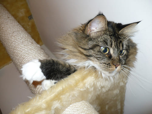 Mimi