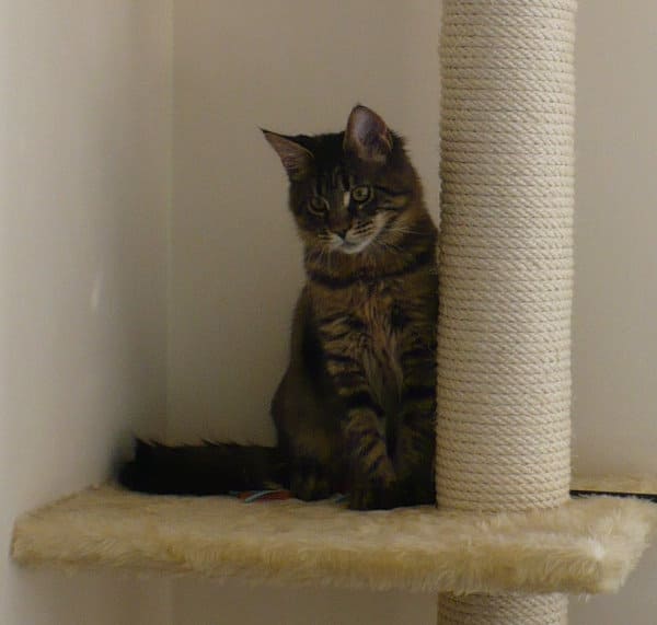 Merlin