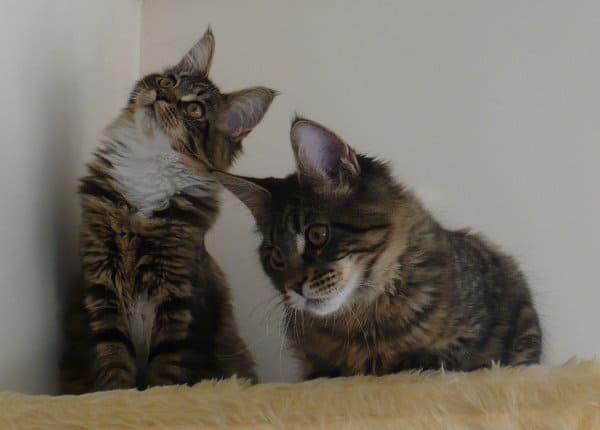 Mimi und Merlin