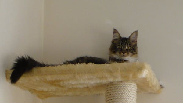 Mimi
