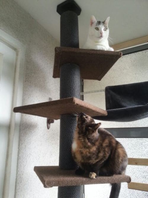 Qinie und Moonlight