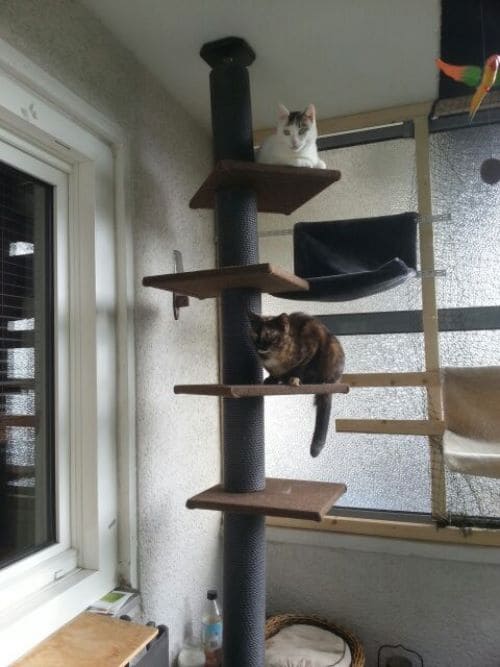 Qinie und Moonlight