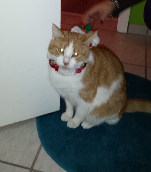Spuuki