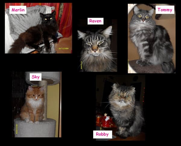 Raven, Robby, Merlin, Sky und Tommy