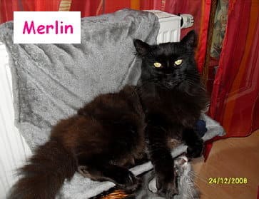 Merlin