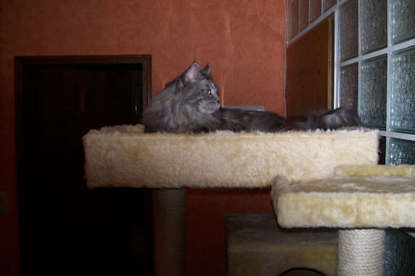 King Felix