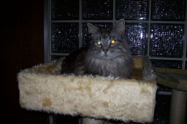 King Felix