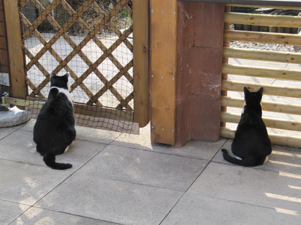 Calu und Fay bei der Arbeit Calu und Fay bei der Arbeit
