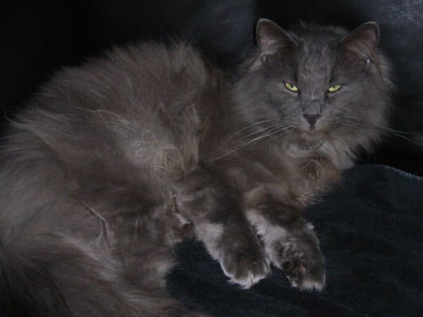 Sammy