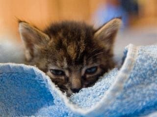 Katze Finja