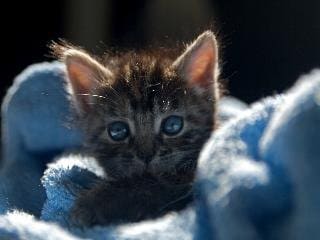 Katze Finja